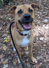 Shelby (SADIE) - Photo 9
