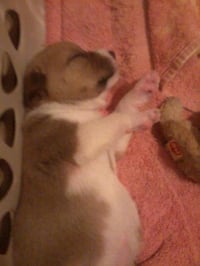 Shelby (SADIE) - Photo 21