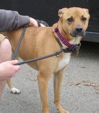 Shelby (SADIE) - Photo 15