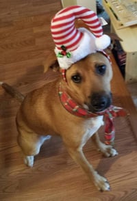 Shelby (SADIE) - Photo 13
