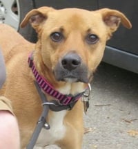 Shelby (SADIE) - Photo 12