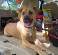 Shelby (SADIE) - Photo 10
