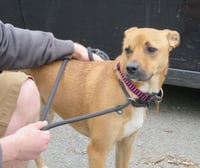 Shelby (SADIE) - Photo 16