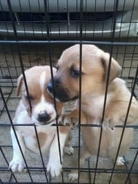 Shelby (SADIE) - Photo 19