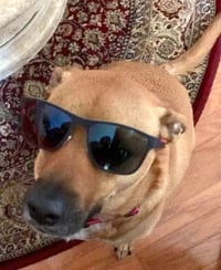Shelby (SADIE) - Photo 6