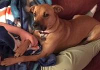 Shelby (SADIE) - Photo 7