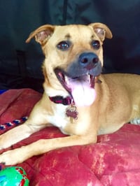 Shelby (SADIE) - Photo 11