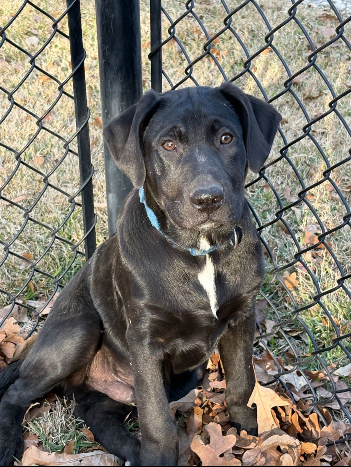 ACE LONESTAR - Labrador Retriever / Belgian Shepherd Malinois available for adoption