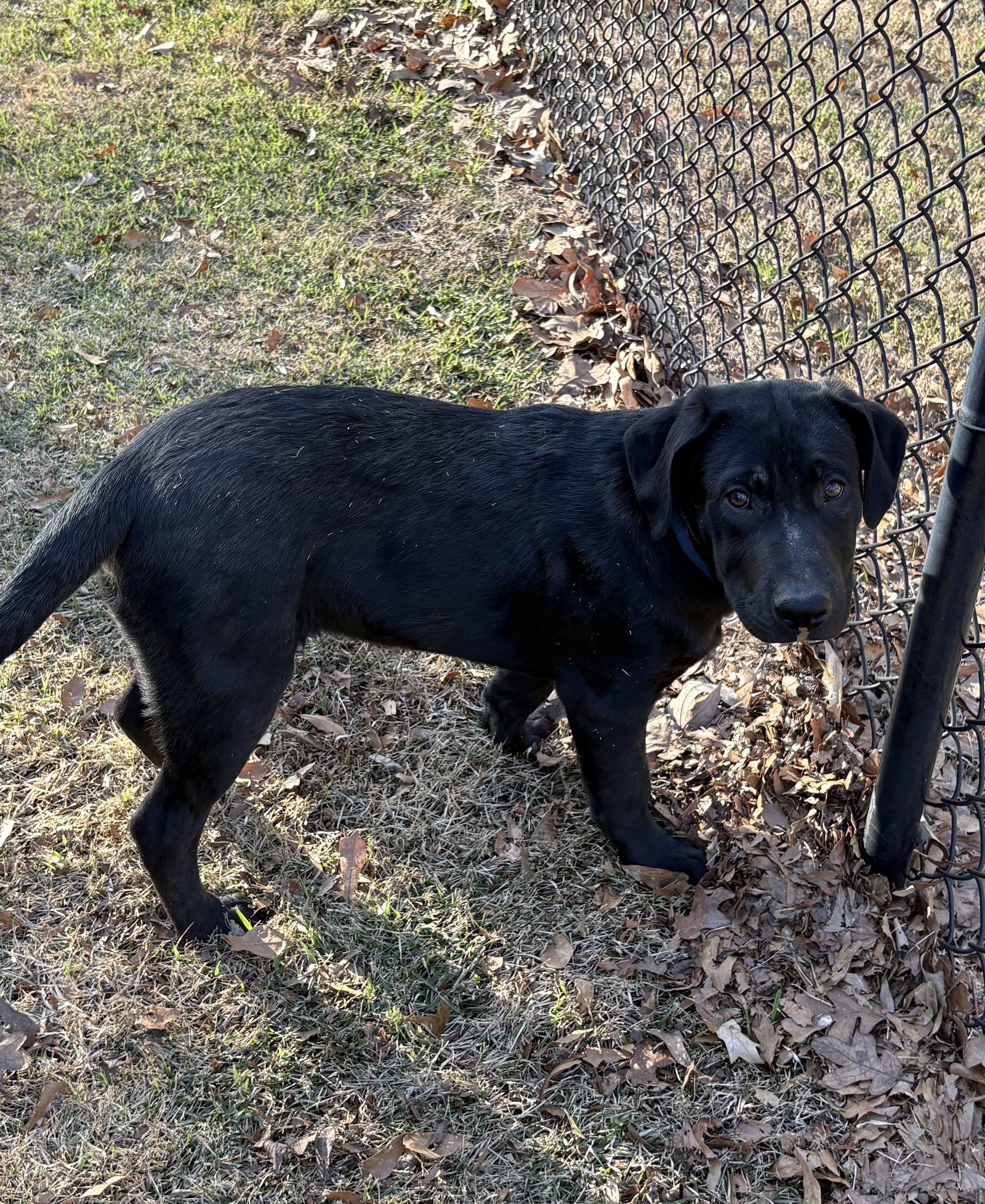 ACE LONESTAR - Labrador Retriever / Belgian Shepherd Malinois available for adoption