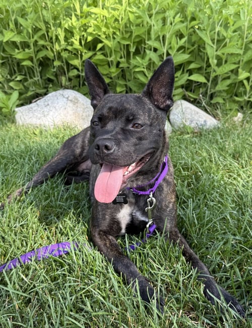DIVA SCAS - Terrier available for adoption