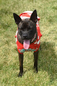 Diva SCAS - Photo 6