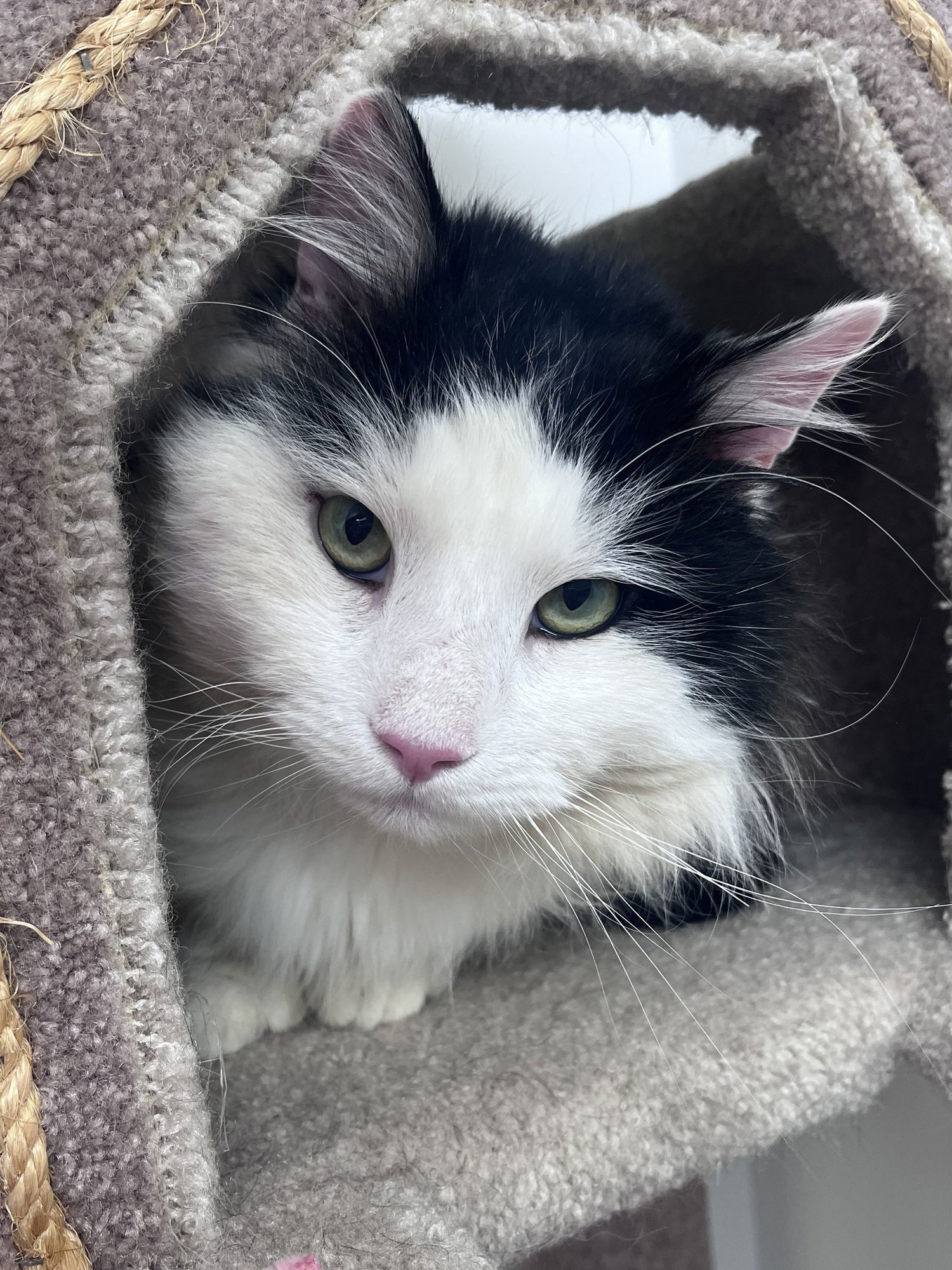 MAXIMUS RM - Domestic Long Hair available for adoption