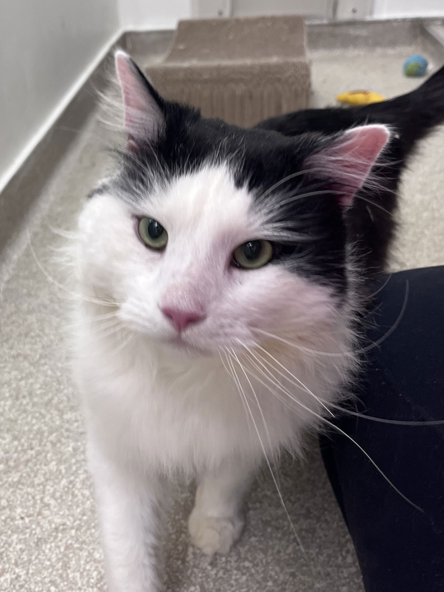 MAXIMUS RM - Domestic Long Hair available for adoption