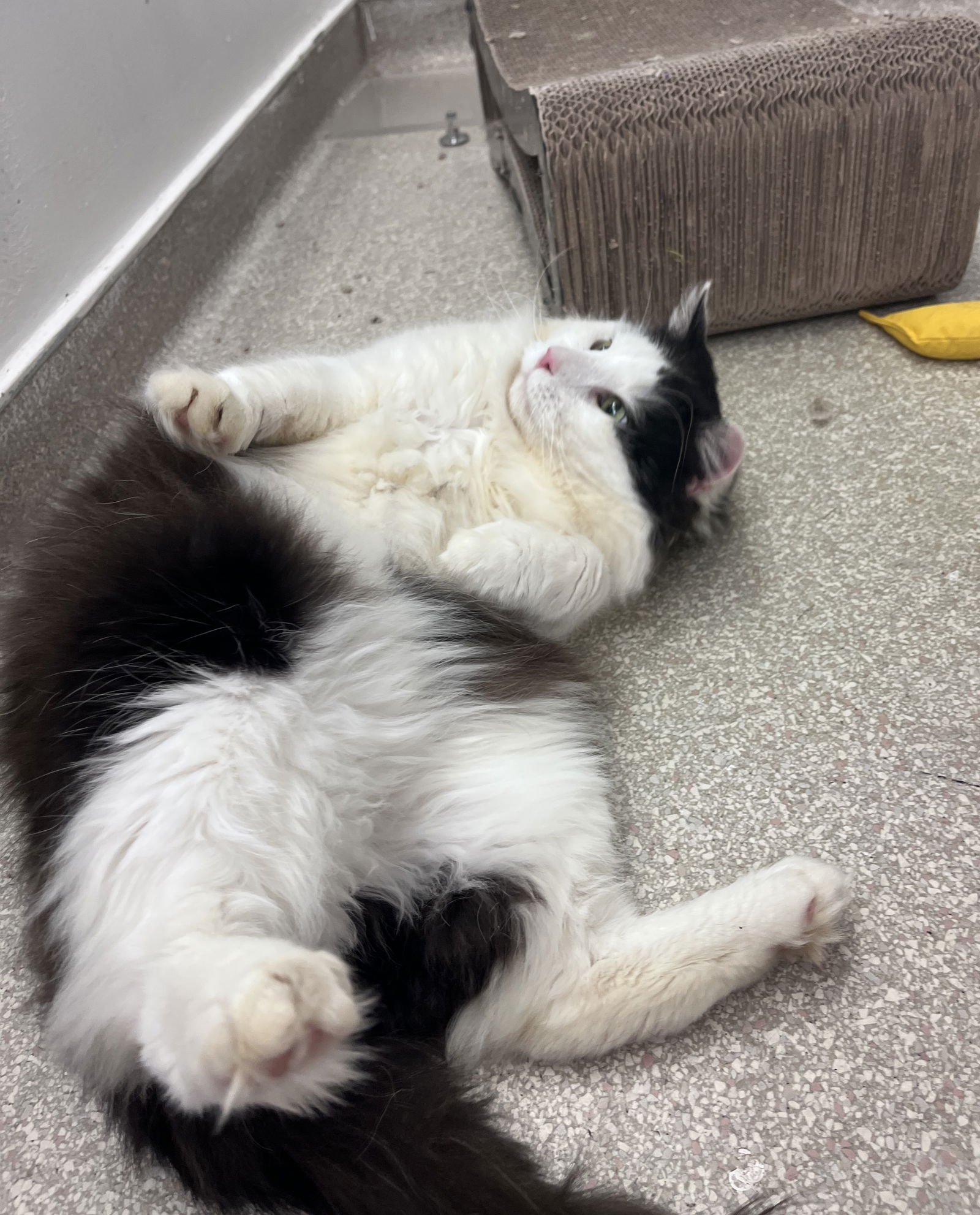 Maximus RM - Photo 3