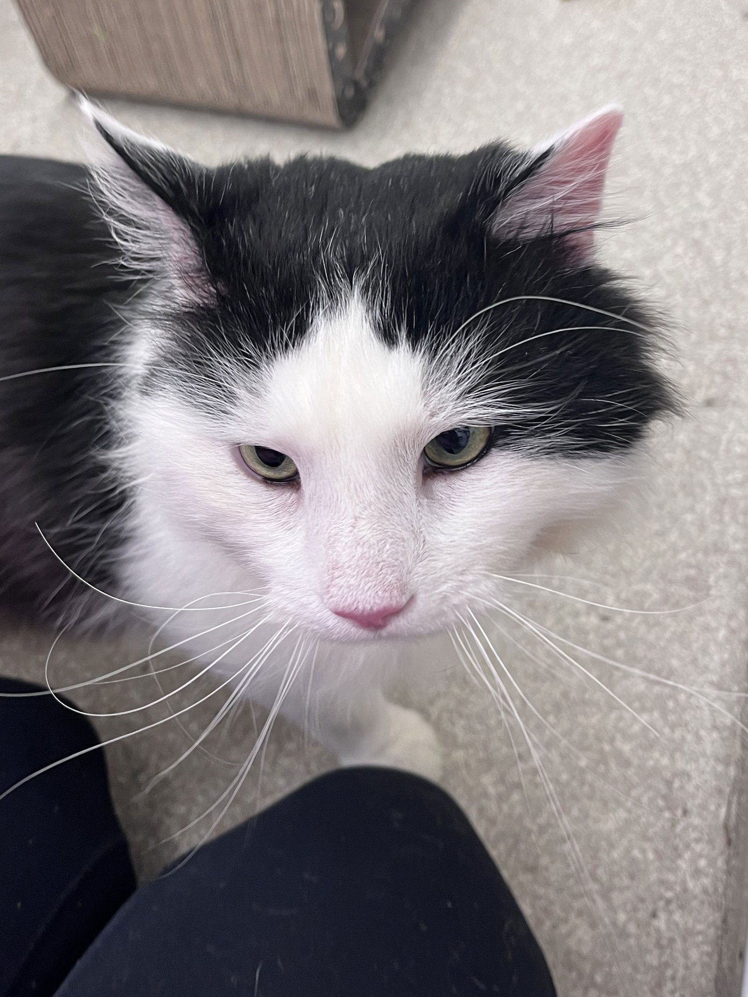 Maximus RM - Photo 4