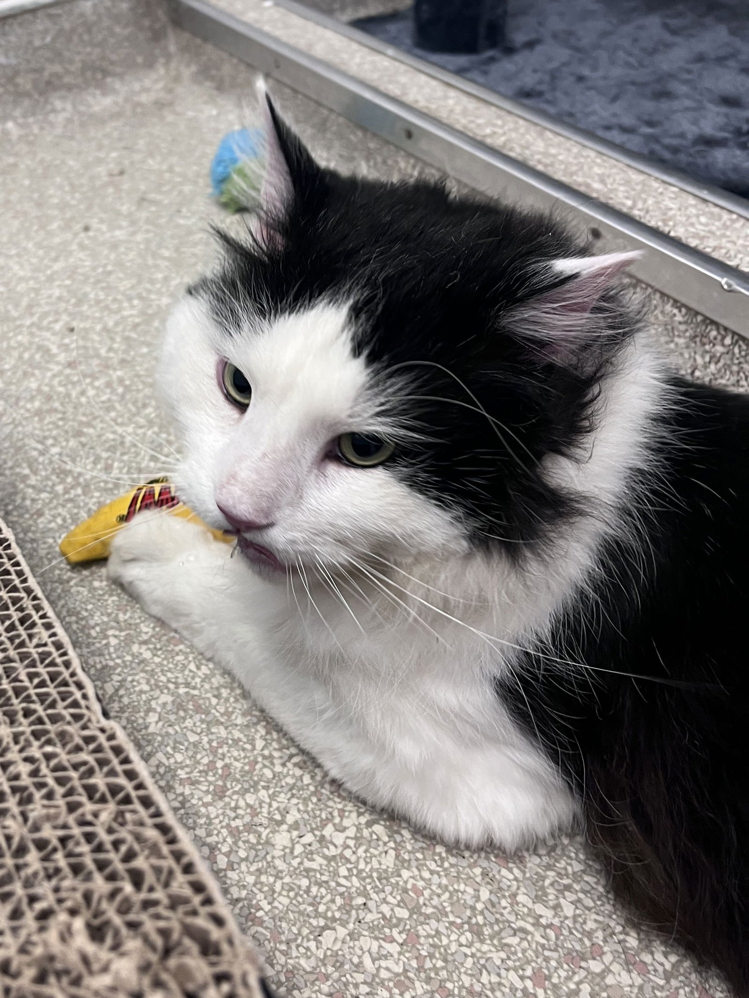 Maximus RM - Photo 5