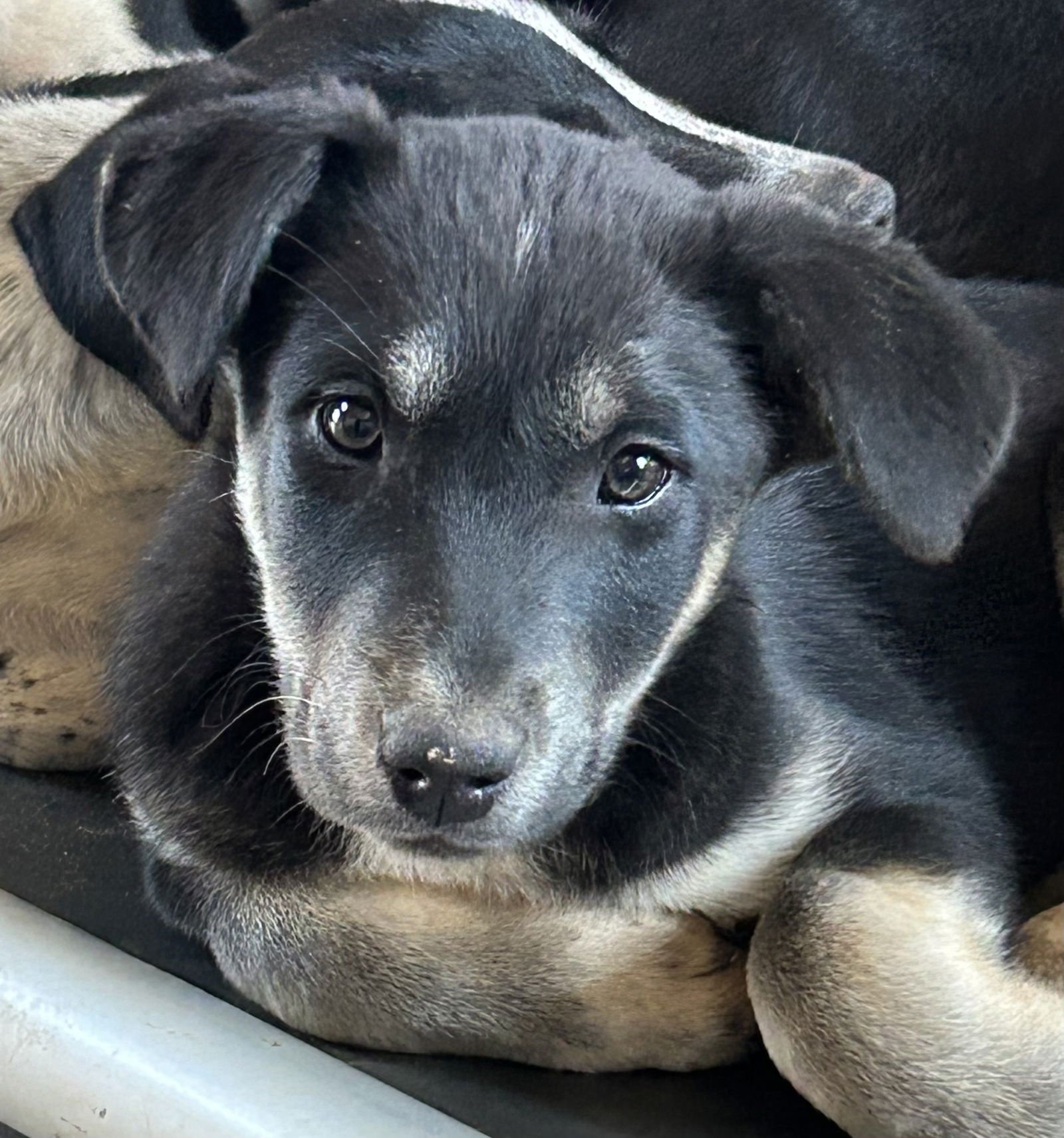 BERTIE LONESTAR - Labrador Retriever available for adoption