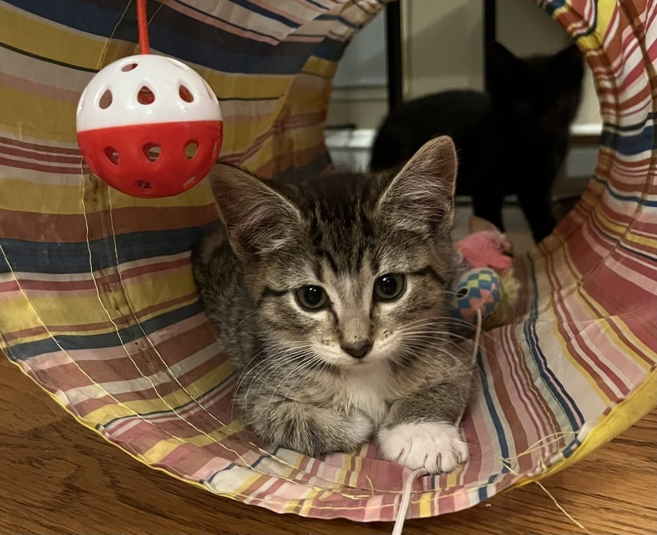 Jean's Daenyris KITTEN Image