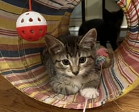 Jean's Daenyris KITTEN - Photo 1