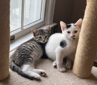 Jean's Daenyris KITTEN - Photo 2