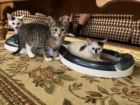 Jean's Daenyris KITTEN - Photo 3