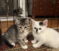 Jean's Daenyris KITTEN - Photo 4