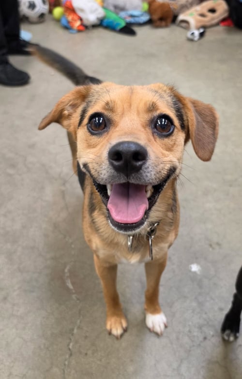 WRECKS ATHENS - Beagle / Chihuahua available for adoption