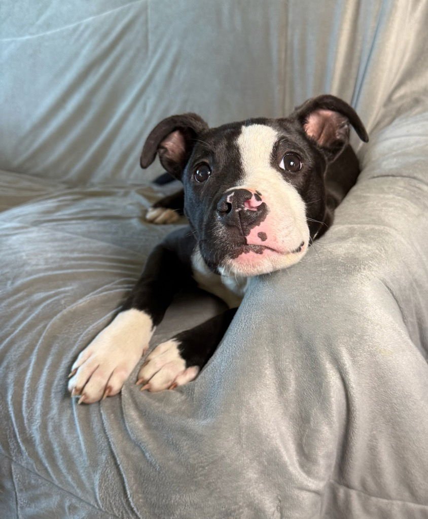 DARIUS DIXON - American Pit Bull Terrier available for adoption