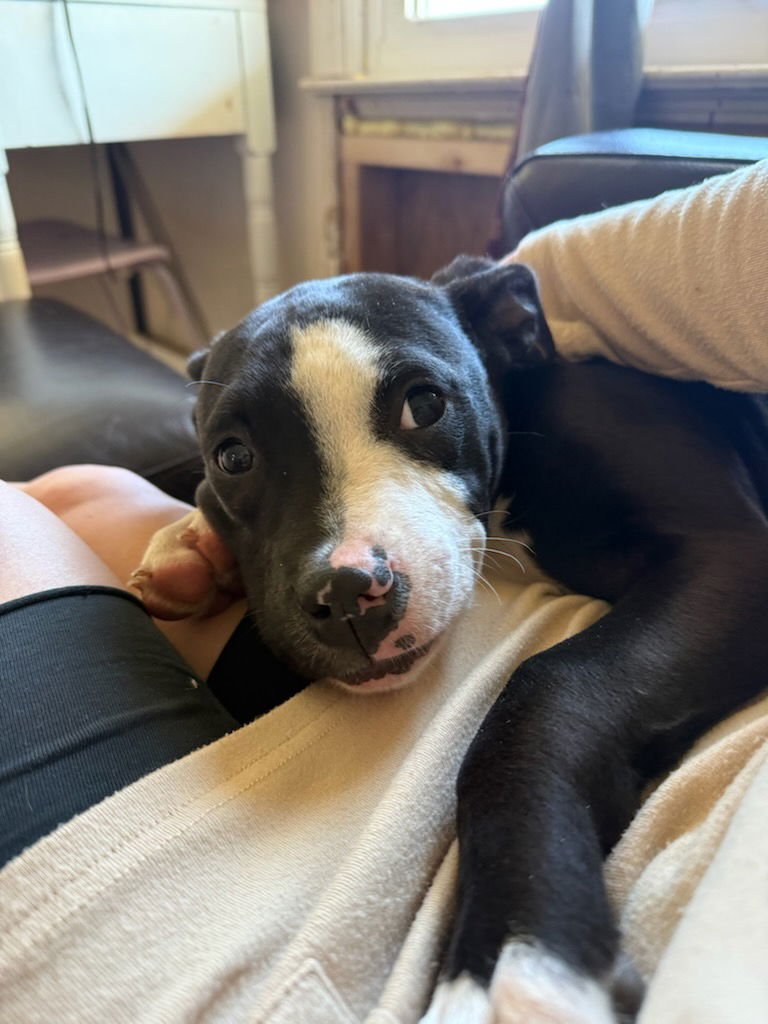 DARIUS DIXON - American Pit Bull Terrier available for adoption