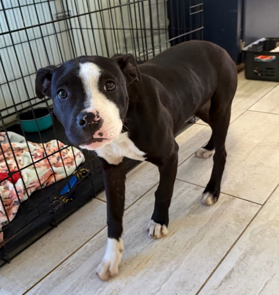 Darius Dixon - Photo 3