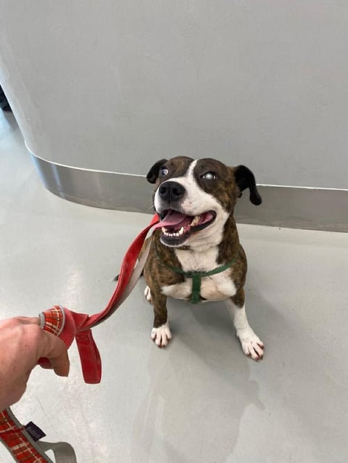 STEVIE ALBANIA - Pit Bull Terrier available for adoption