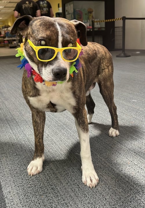 STEVIE ALBANIA - Pit Bull Terrier available for adoption