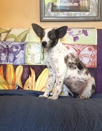 Dotty Vern Lonestar - Photo 3