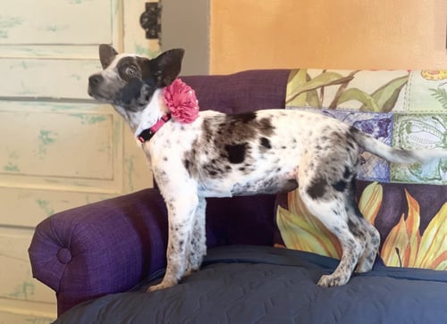 DOTTY VERN LONESTAR - Australian Cattle Dog/Blue Heeler available for adoption