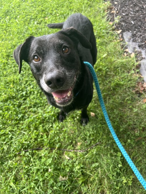 BLACKJACK DIXON - Black Labrador Retriever available for adoption