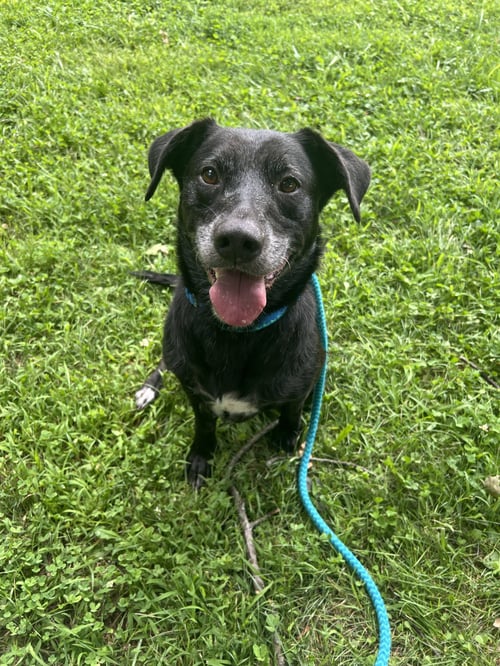 BLACKJACK DIXON - Black Labrador Retriever available for adoption