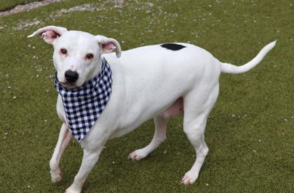 WES ATHENS - Pit Bull Terrier available for adoption