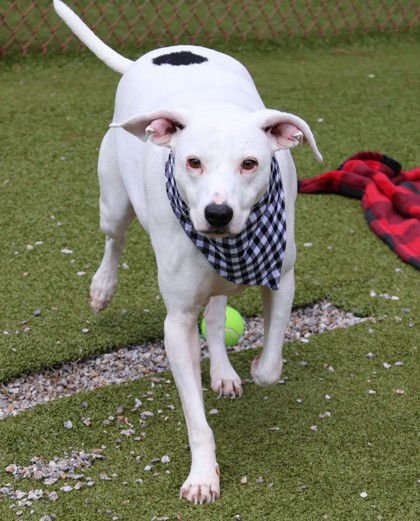 WES ATHENS - Pit Bull Terrier available for adoption