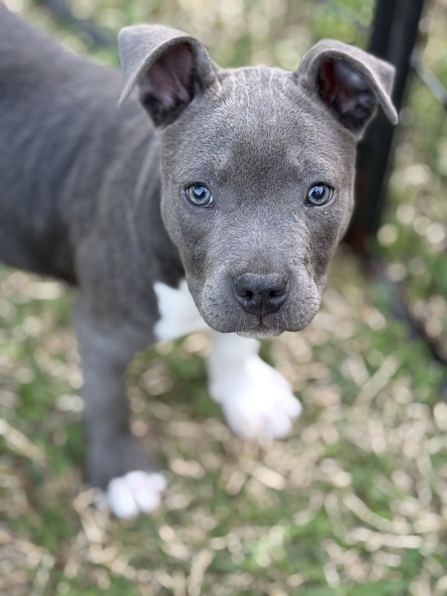 SILVIE LONESTAR - Pit Bull Terrier available for adoption