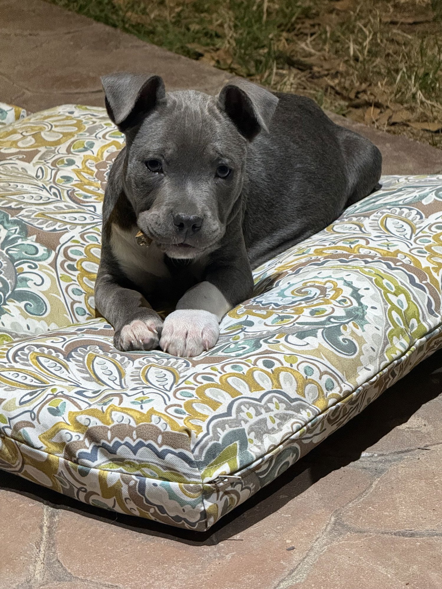 SILVIE LONESTAR - Pit Bull Terrier available for adoption