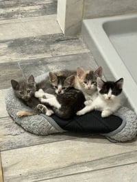 Sandy's Ariel KITTEN - Photo 3