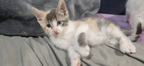 SANDY'S ARIEL KITTEN - Domestic Short Hair available for adoption