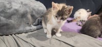 Sandy's Ariel KITTEN - Photo 2