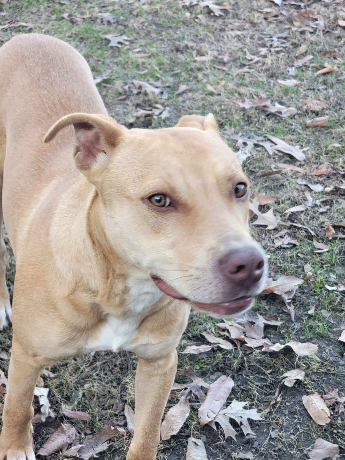 RALPHIE DIXON - Yellow Labrador Retriever / Pit Bull Terrier available for adoption