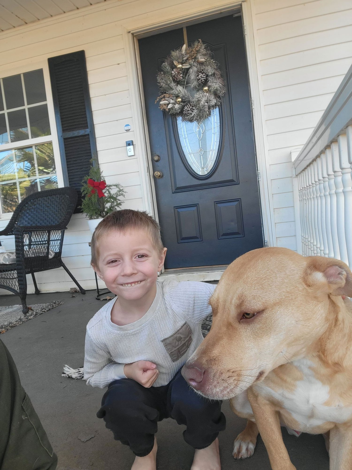 RALPHIE DIXON - Yellow Labrador Retriever / Pit Bull Terrier available for adoption