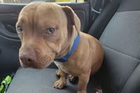 Yardstick RDS - Photo 1