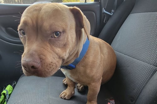 YARDSTICK RDS - Chihuahua / Pit Bull Terrier available for adoption