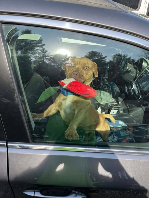 YARDSTICK RDS - Chihuahua / Pit Bull Terrier available for adoption