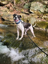 Cooper Lizman - Photo 7