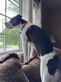 Cooper Lizman - Photo 17